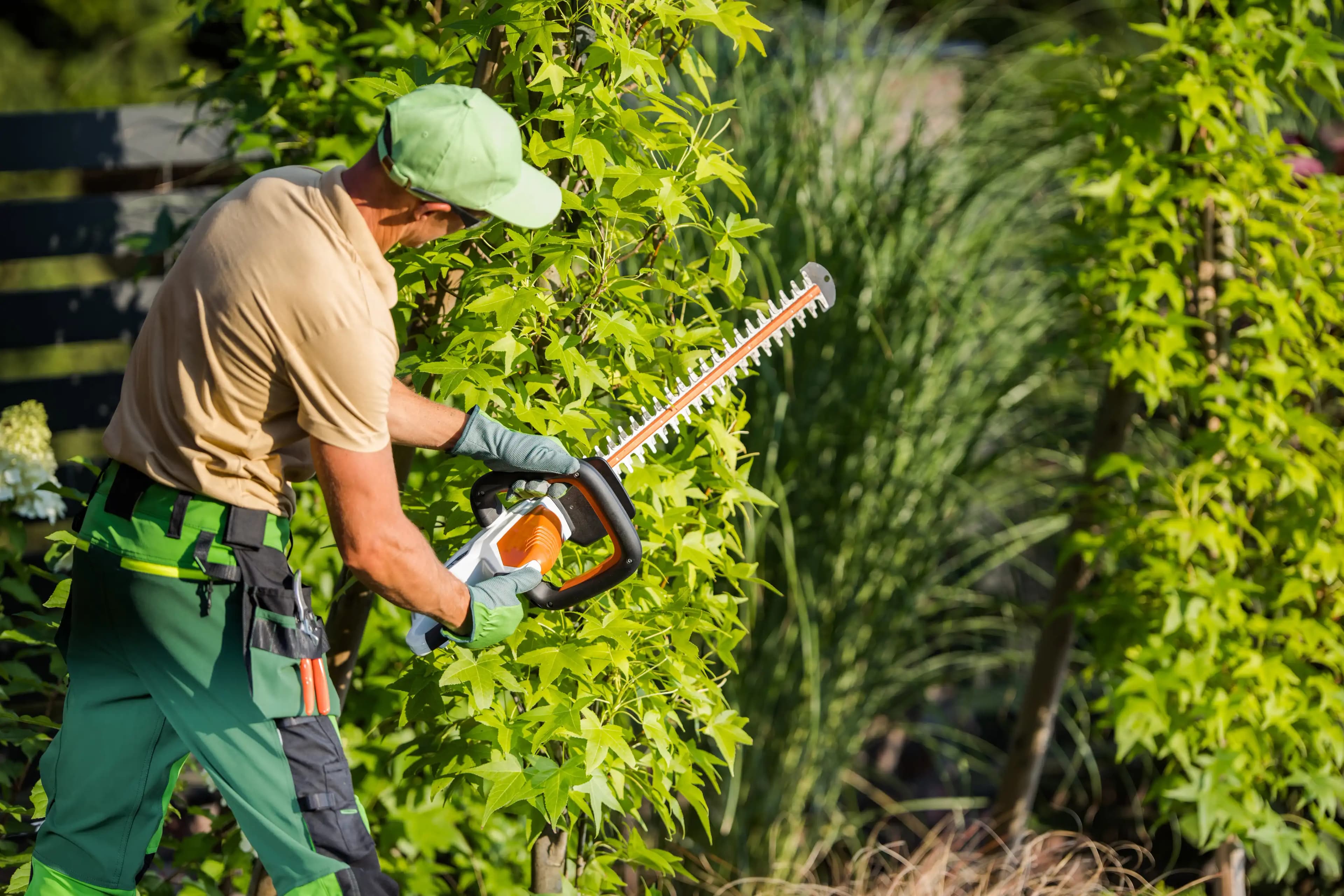 Tree trimming